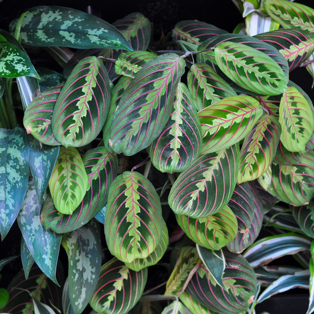 Maranta leuconeura Fascinator - Prayer plant