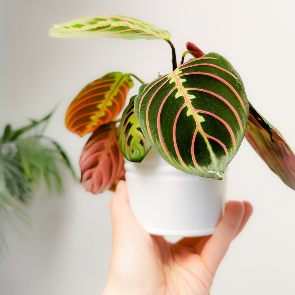 Maranta leuconeura Fascinator - Prayer plant