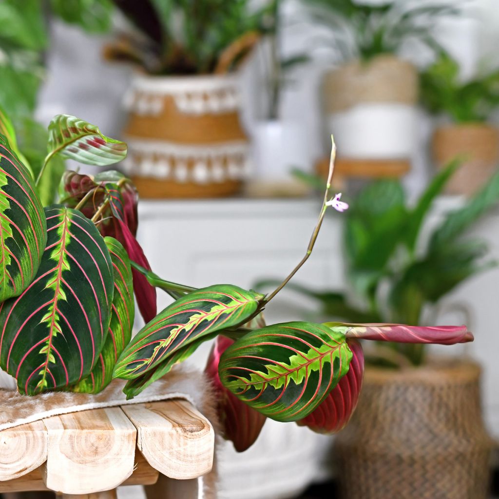 Maranta leuconeura Fascinator - Prayer plant