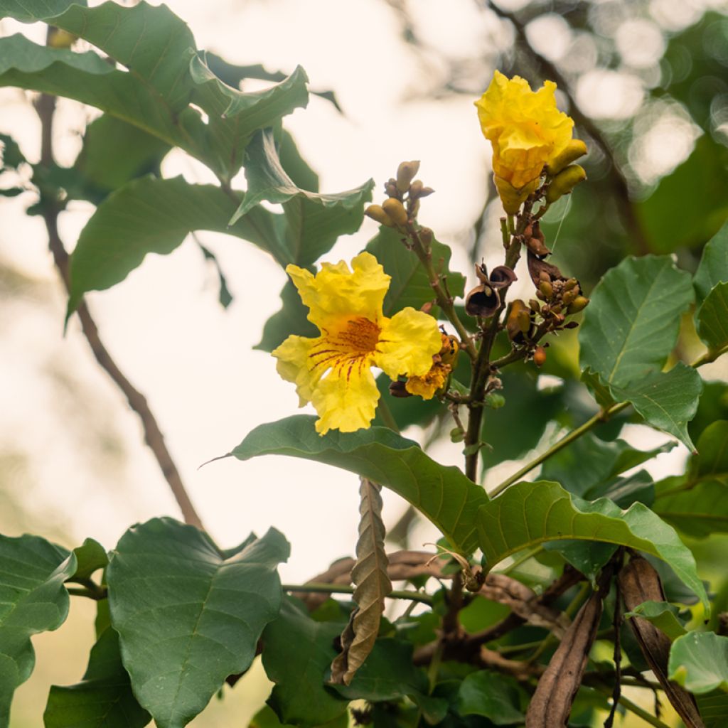 Markhamia lutea - Nile tulip