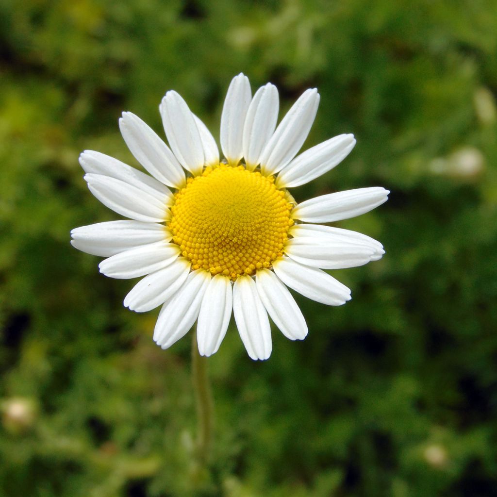 Anthemis nobilis 