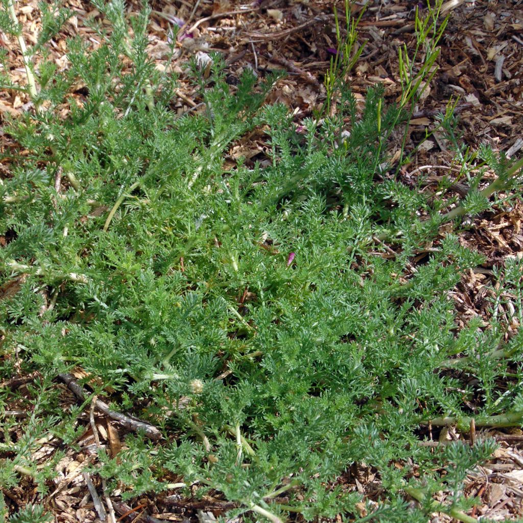 Anthemis nobilis 