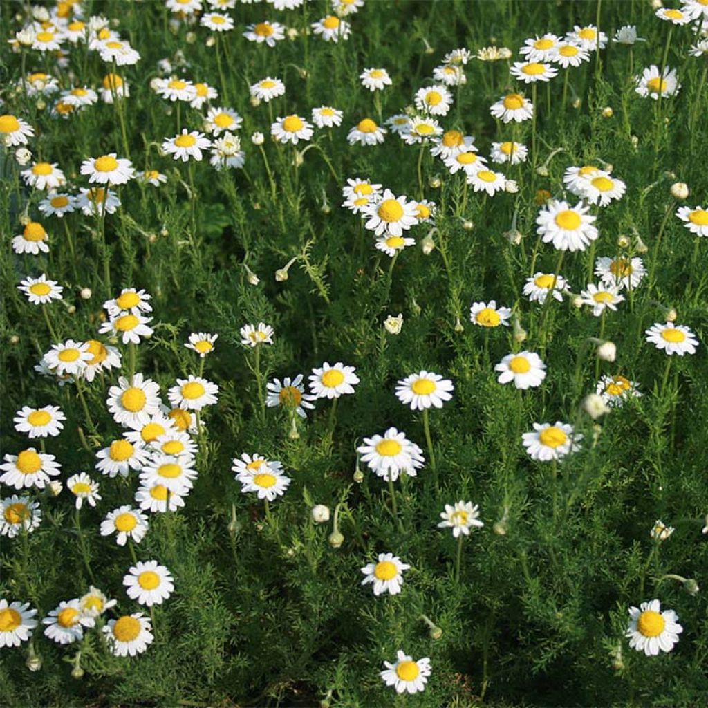 Anthemis nobilis 