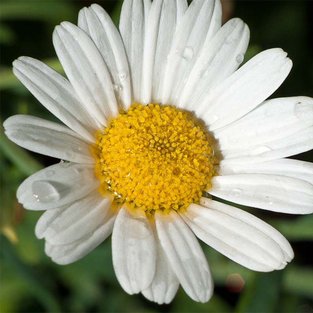Anthemis nobilis 