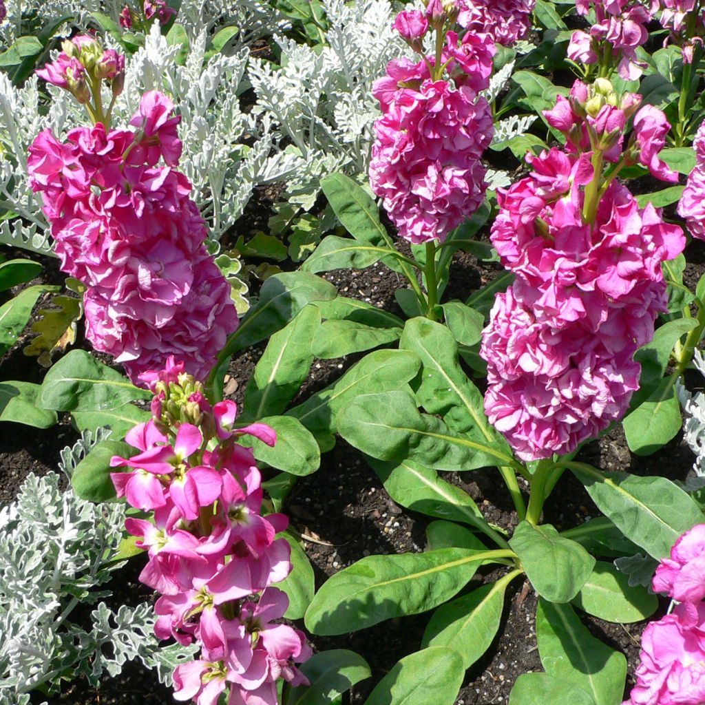 Matthiola incana