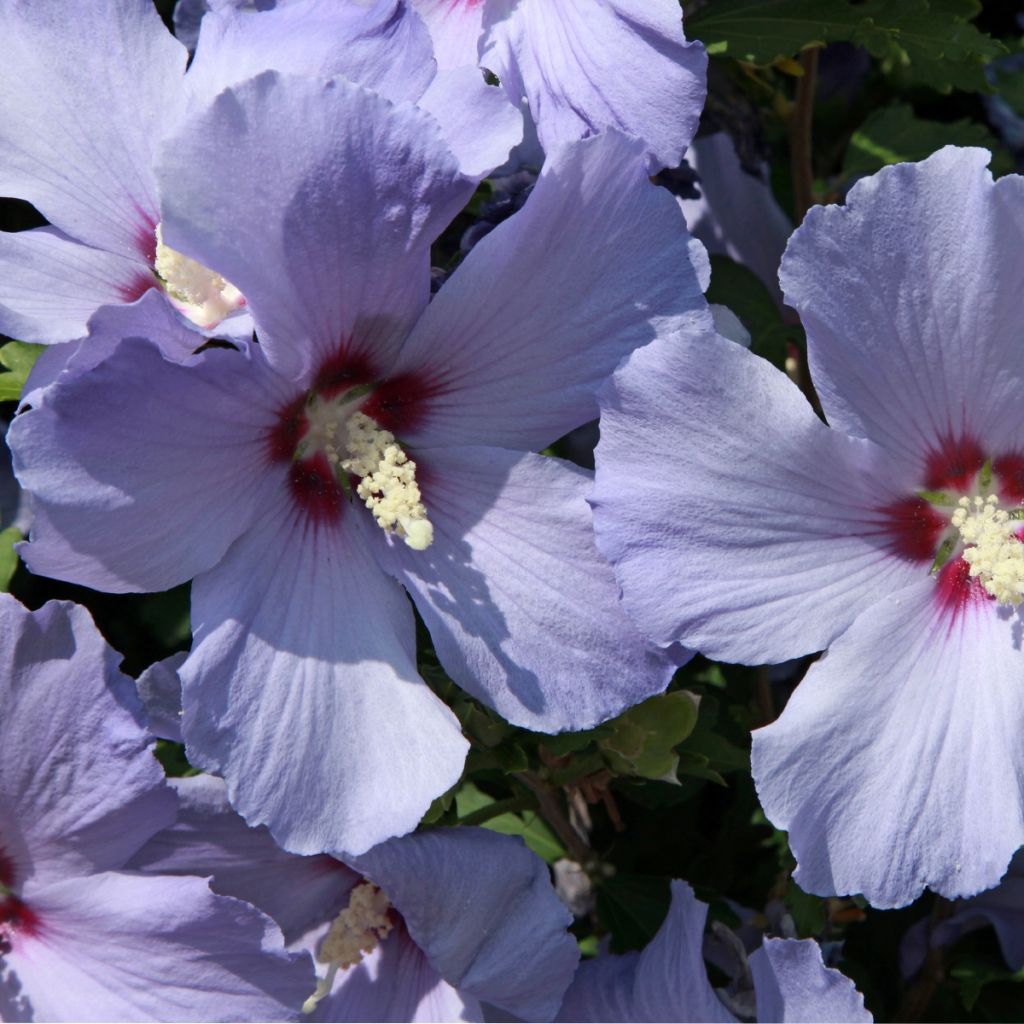 Hibiscus syriacus AZURRI - Rose of Sharon