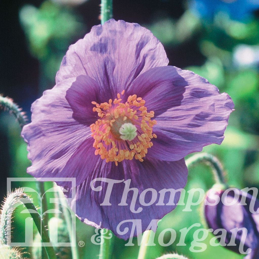 Meconopsis baileyi Hensol Violet - Blue Poppy