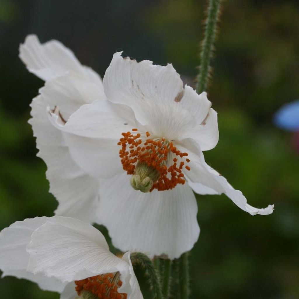 Meconopsis betonicifolia var. alba - Blue Poppy