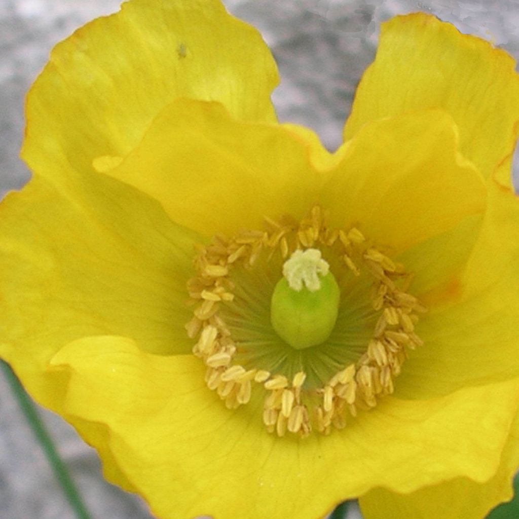 Meconopsis cambrica - Blue Poppy