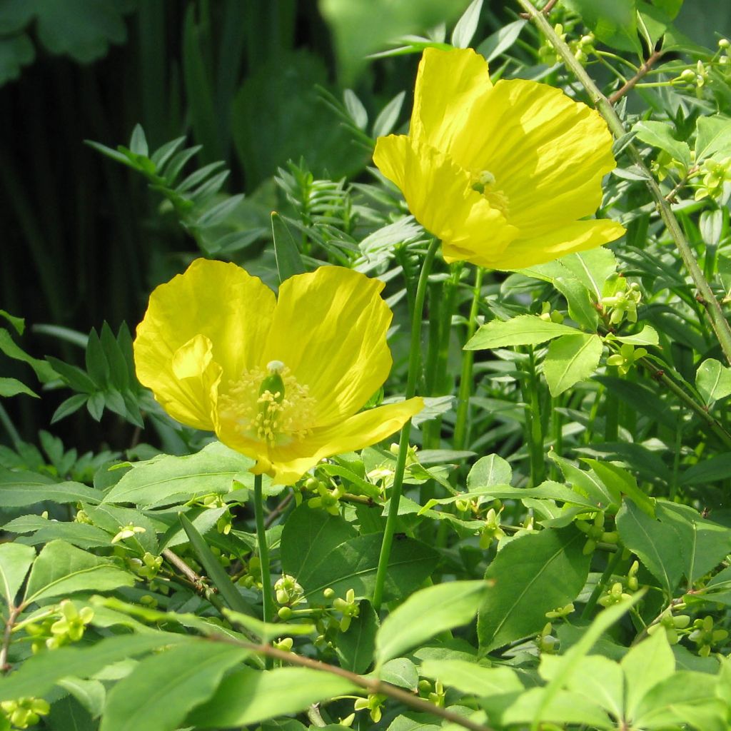 Meconopsis cambrica - Blue Poppy