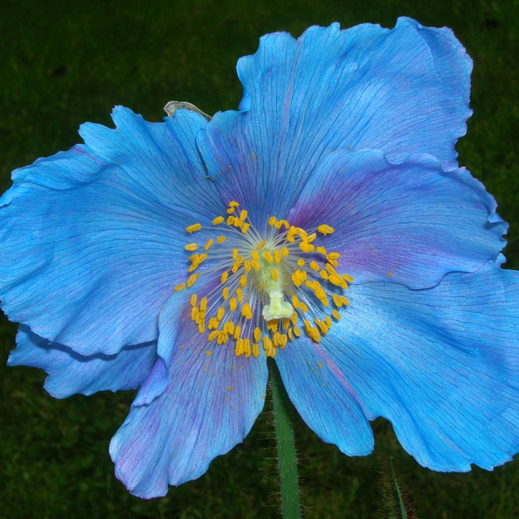 Meconopsis x sheldonii 