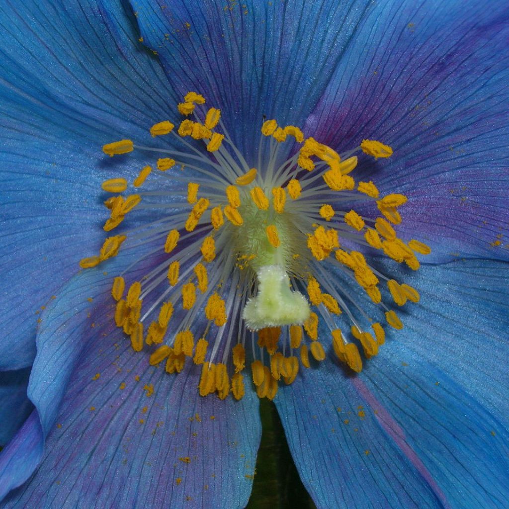 Meconopsis x sheldonii 