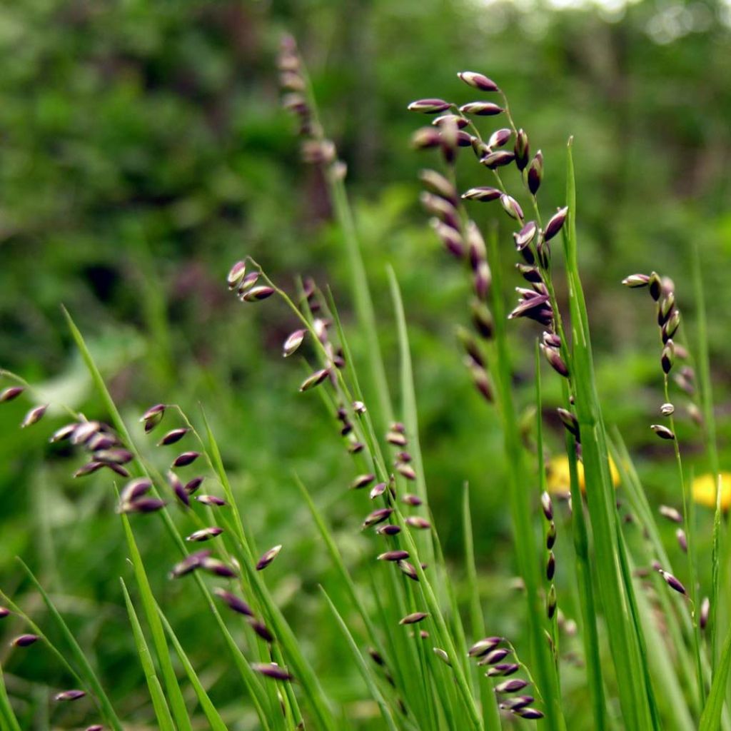 Melica nutans