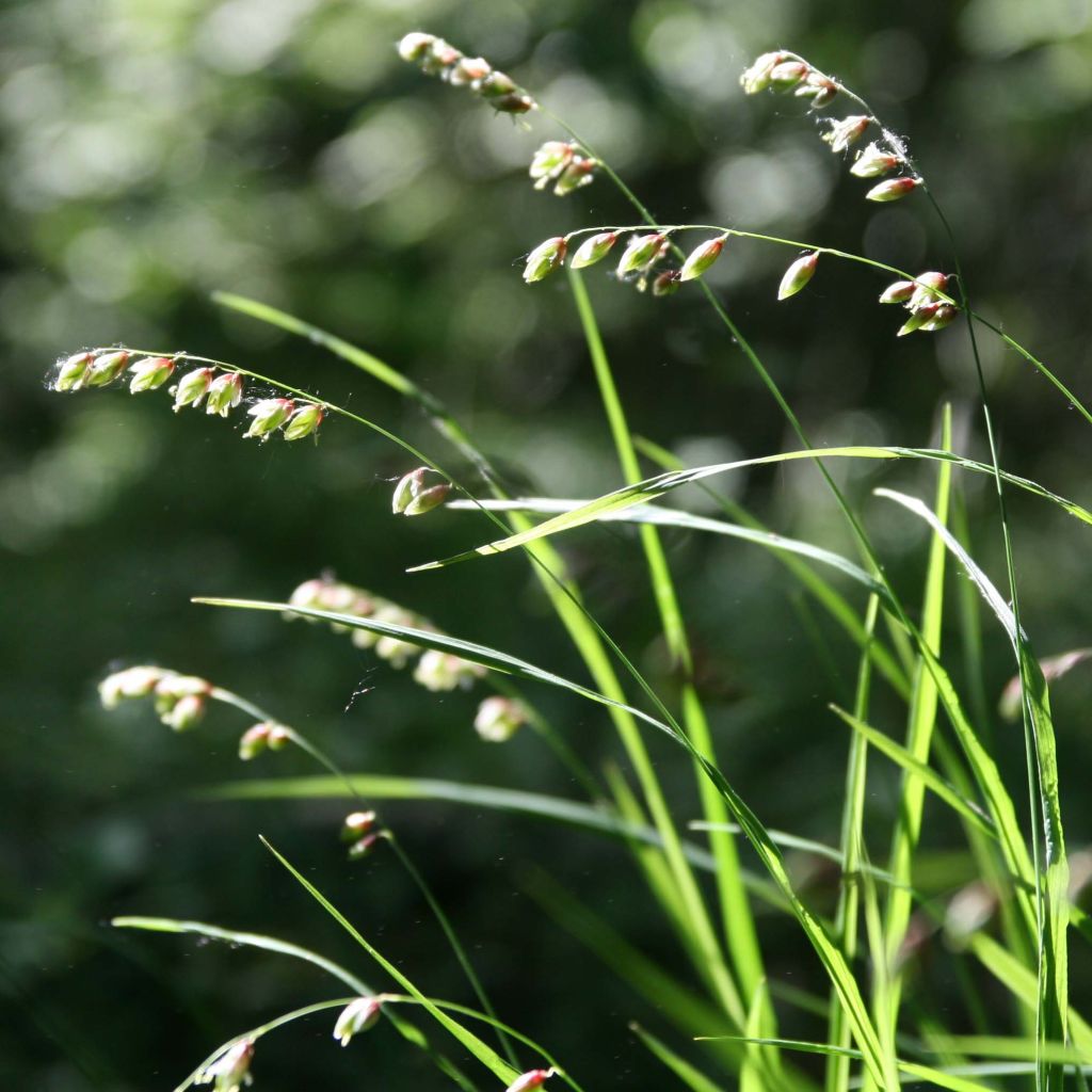 Melica nutans
