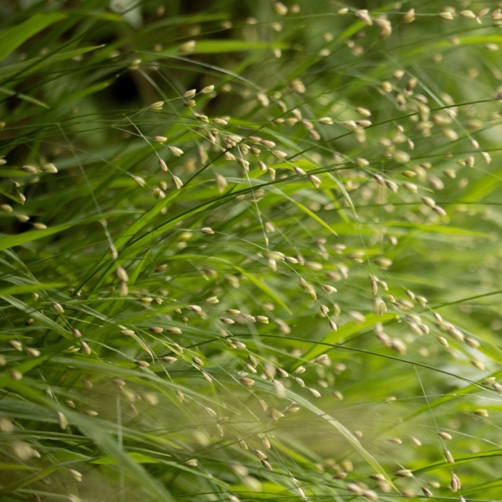 Melica uniflora f. albida