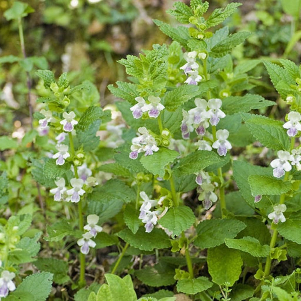 Melittis melissophyllum
