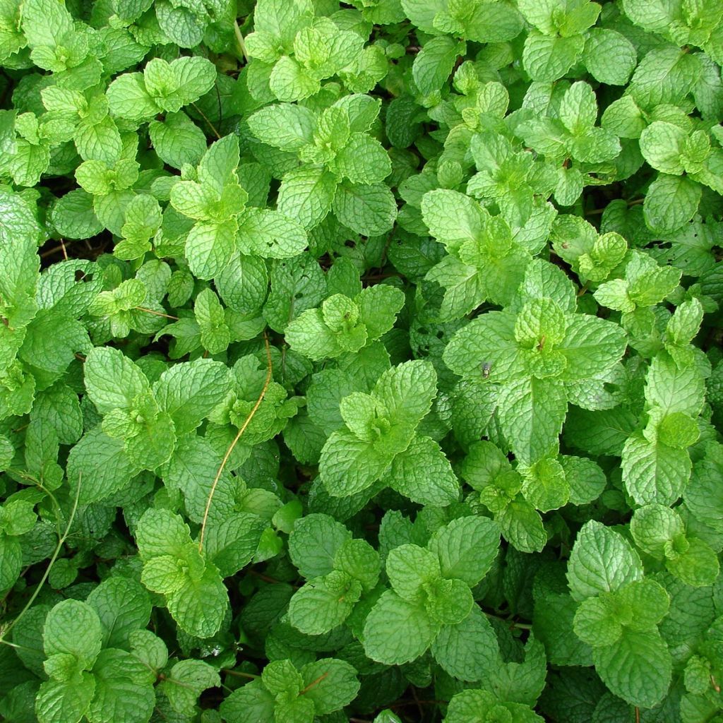 Menthe chewing gum - Mentha spicata Yakima ® en plant