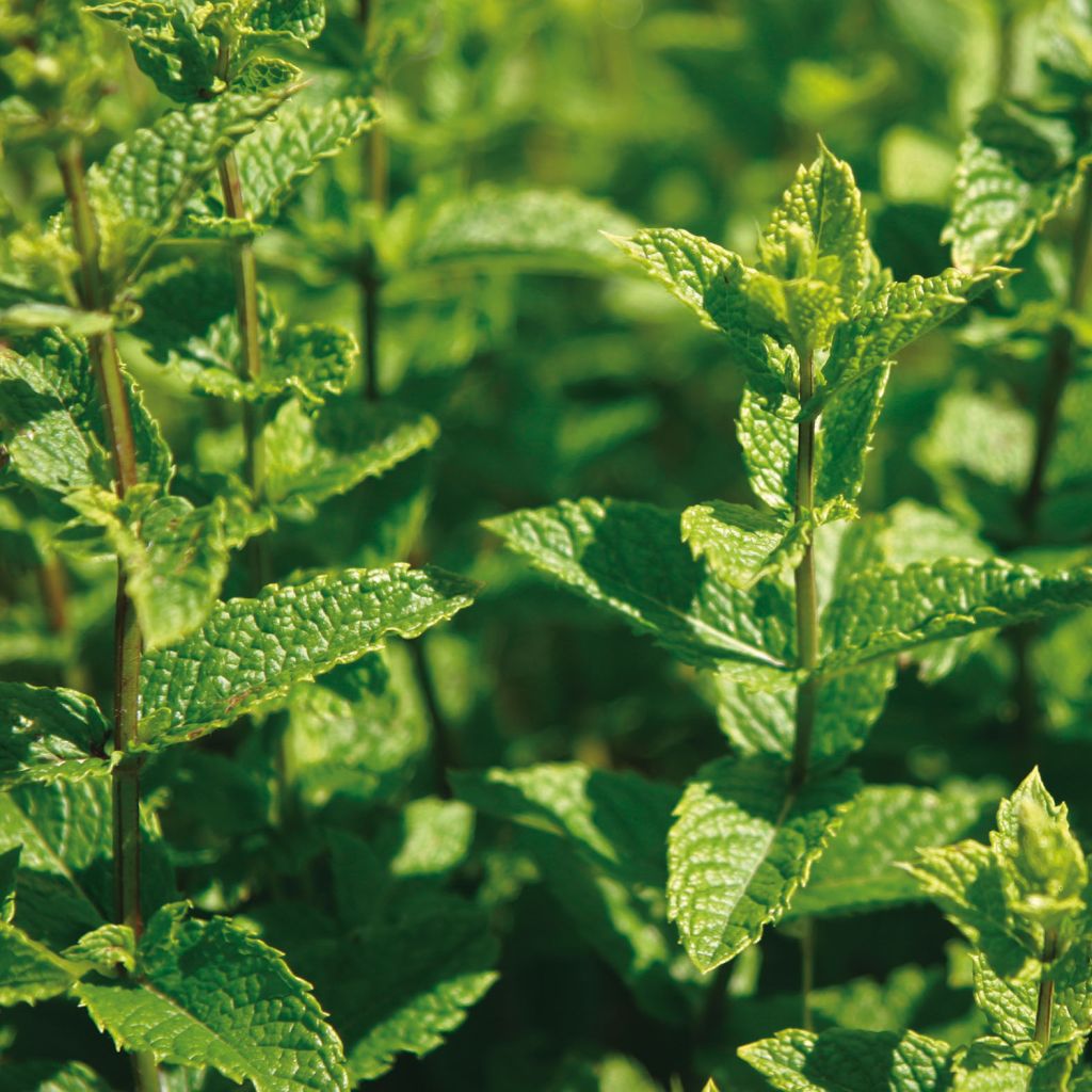 Mentha spicata Nannah