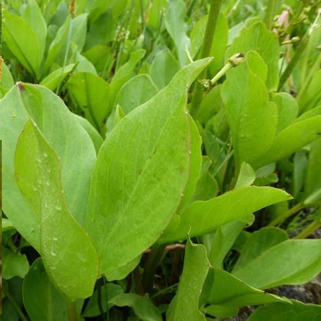 Menyanthes trifoliata