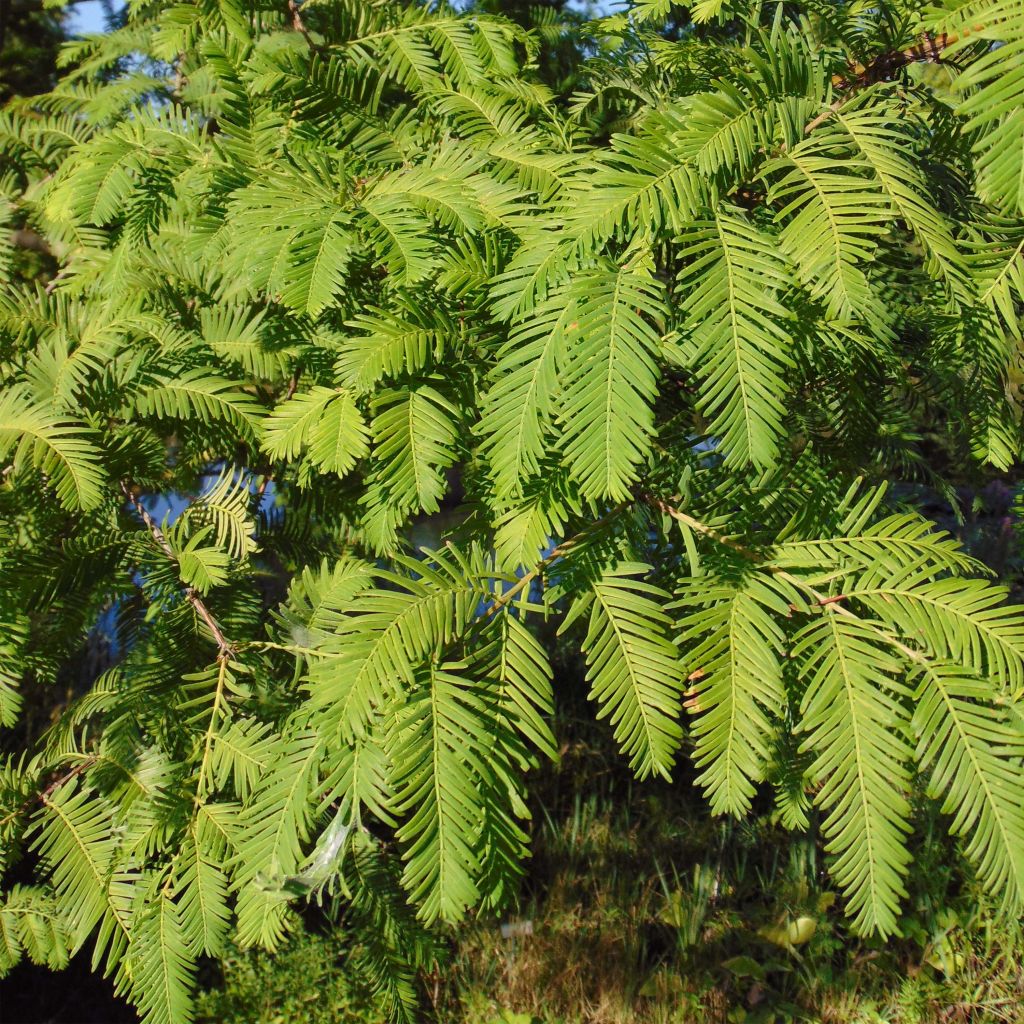 Metasequoia glyptostroboides - Dawn Redwood