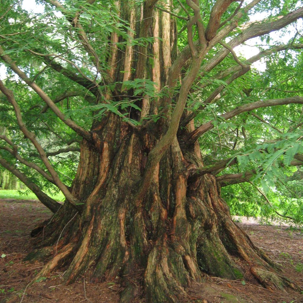 Metasequoia glyptostroboides - Dawn Redwood