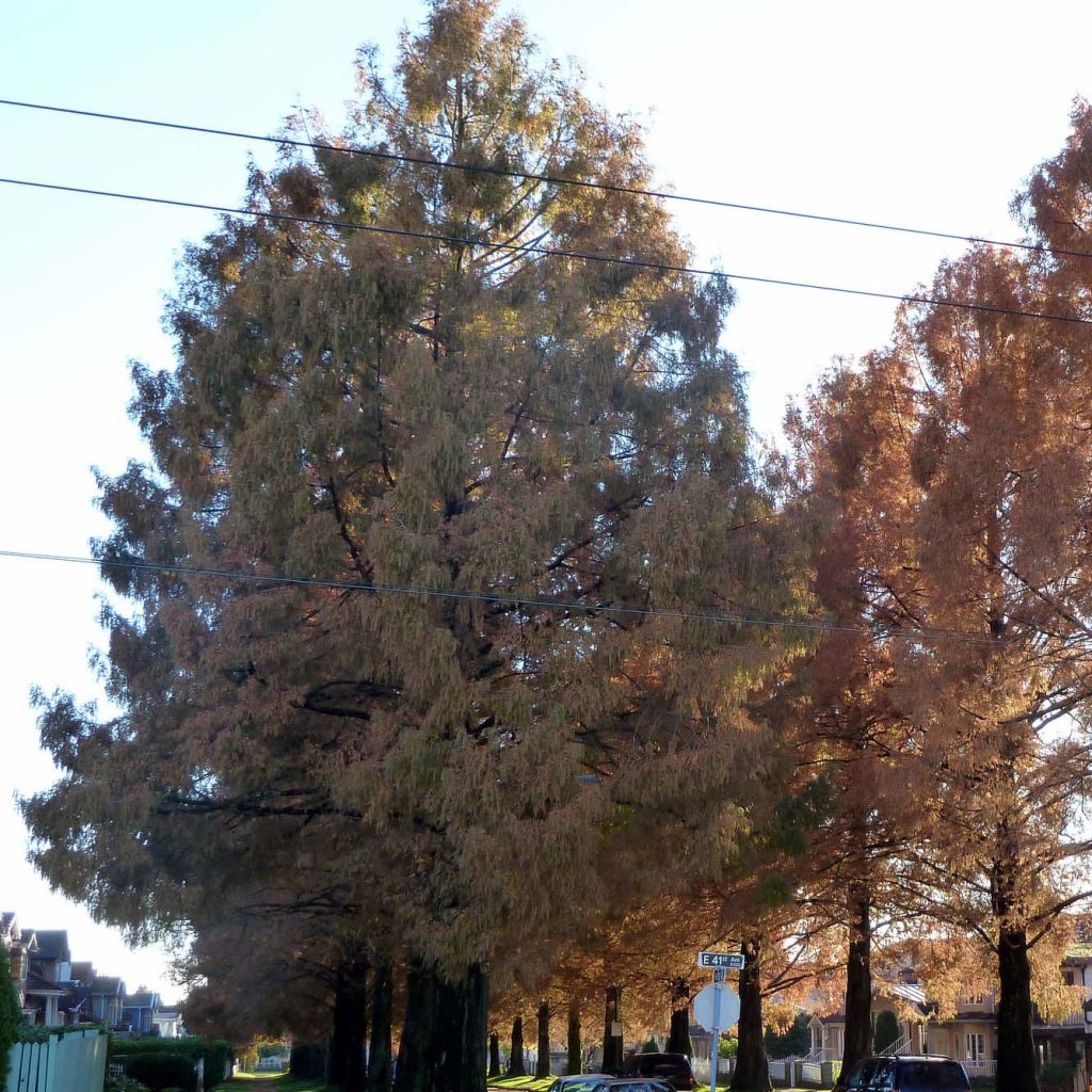 Metasequoia glyptostroboides - Dawn Redwood