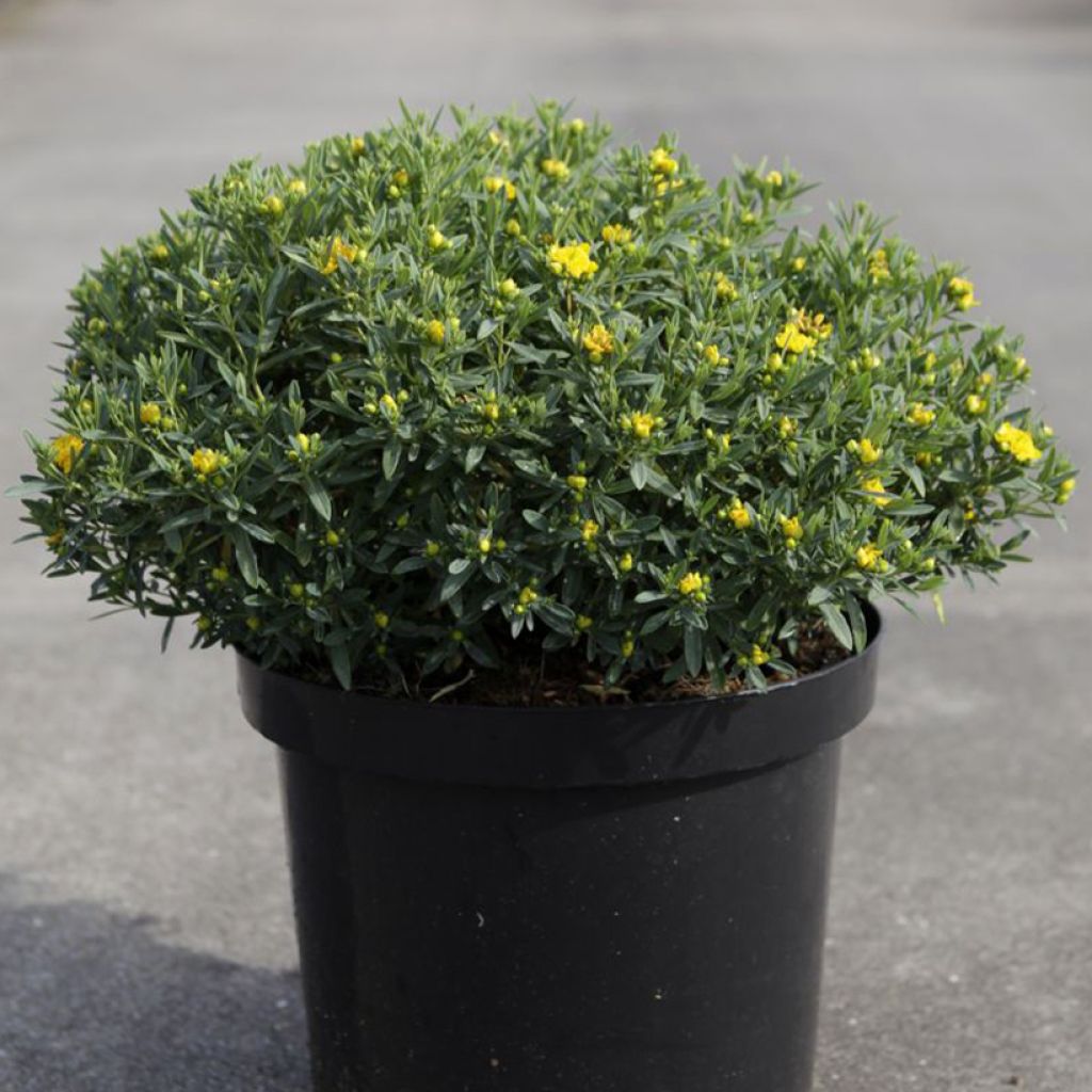 Hypericum kalmianum Cobalt-n-Gold - St. John's wort