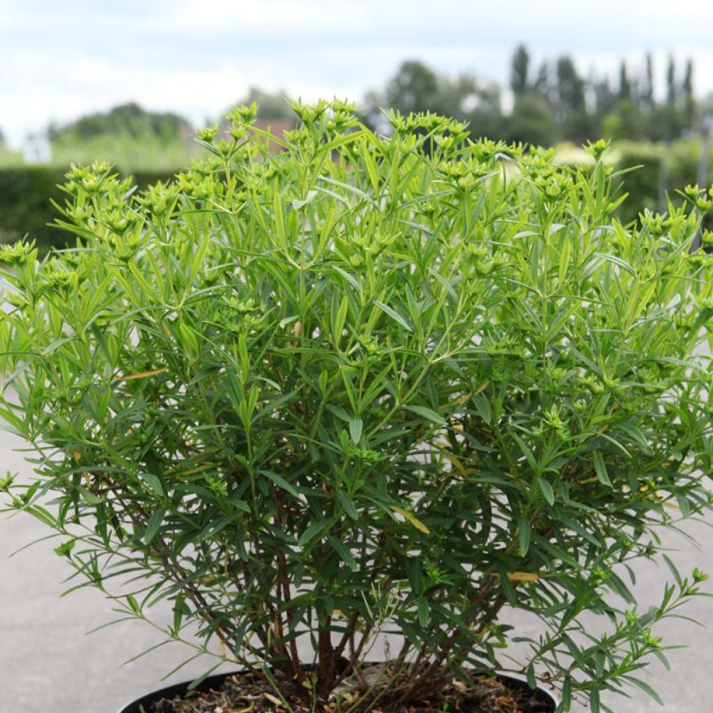 Hypericum kalmianum Sunny Boulevard Proven Winners - St. John's wort