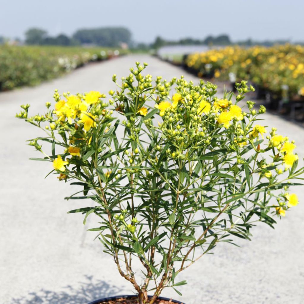 Hypericum kalmianum Sunny Boulevard Proven Winners - St. John's wort