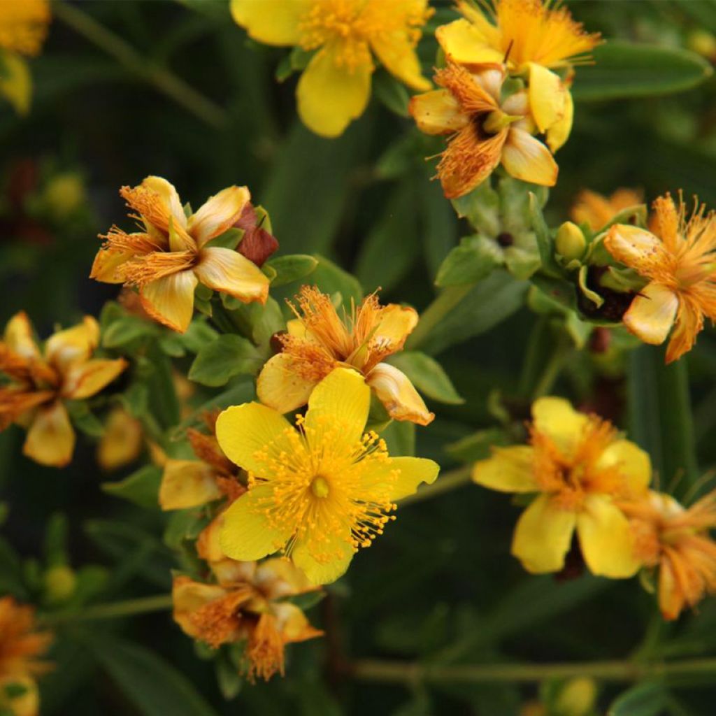 Hypericum kalmianum Sunny Boulevard Proven Winners - St. John's wort