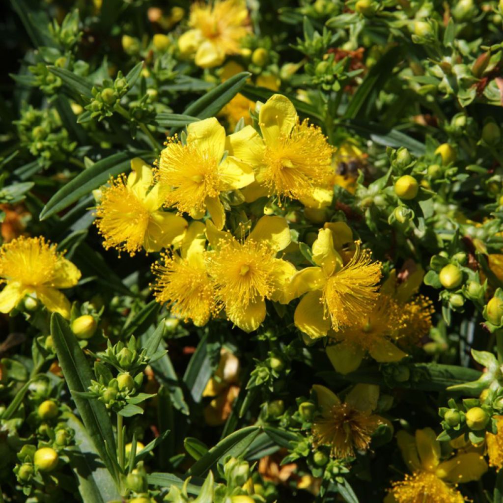 Hypericum kalmianum Sunny Boulevard Proven Winners - St. John's wort