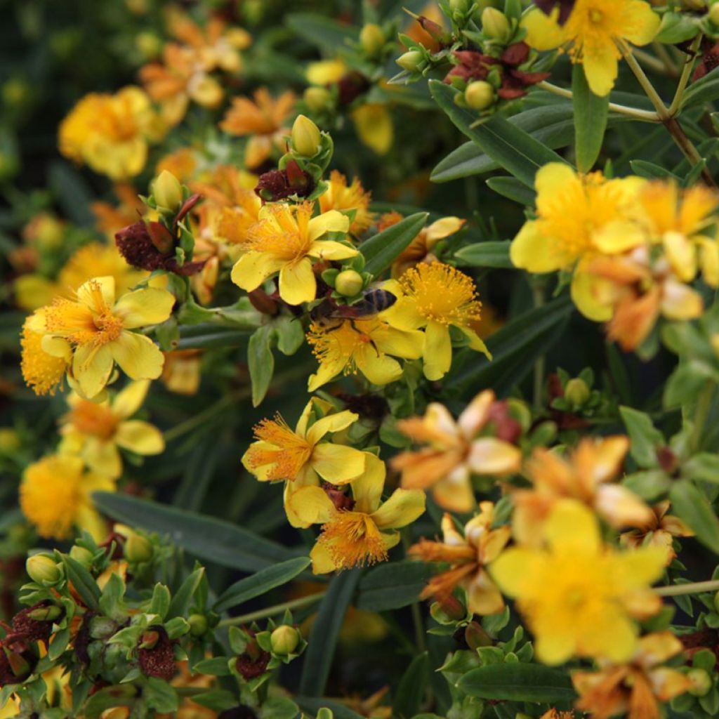Hypericum kalmianum Sunny Boulevard Proven Winners - St. John's wort