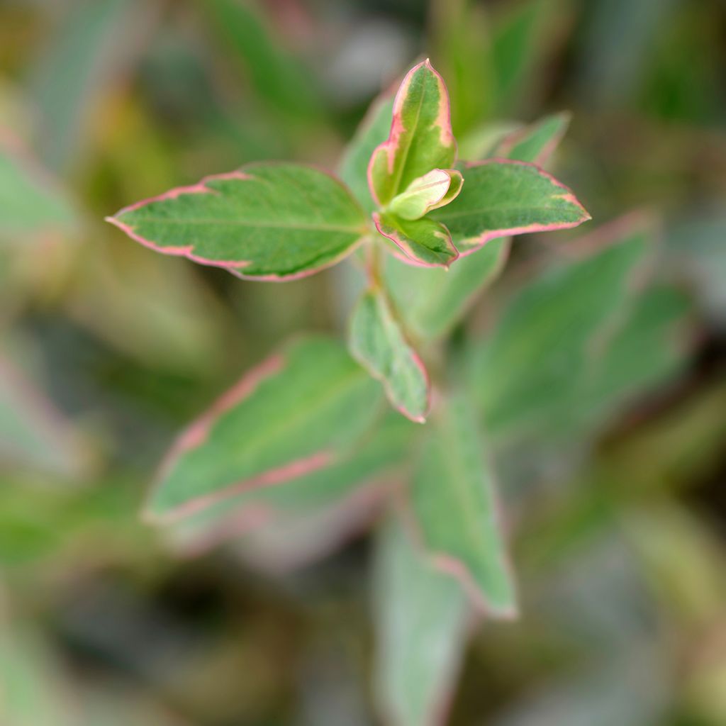 Hypericum x moserianum Tricolor - St. John's wort