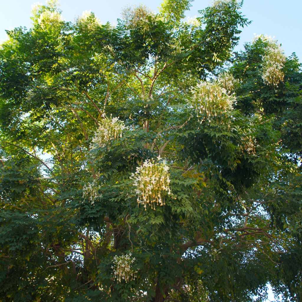 Millingtonia hortensis - Indian cork tree, tree jasmine