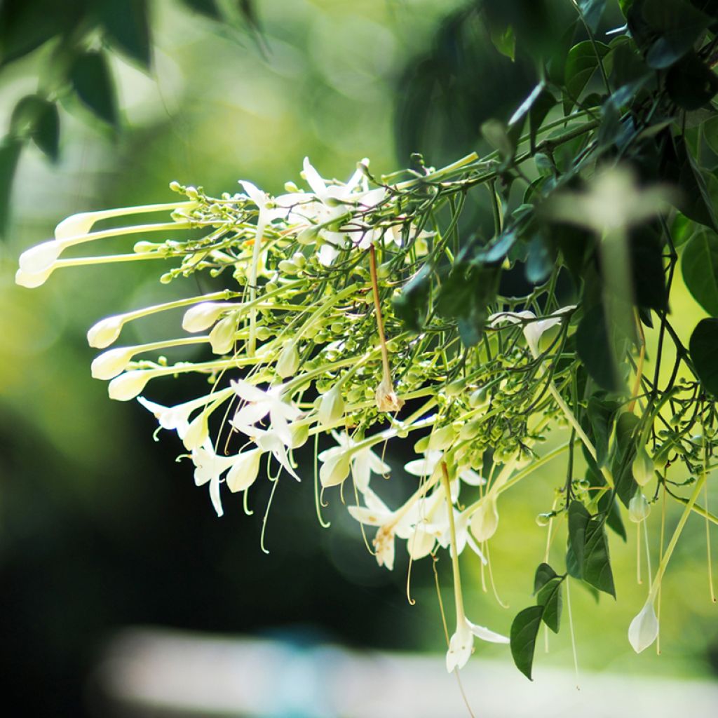 Millingtonia hortensis - Indian cork tree, tree jasmine