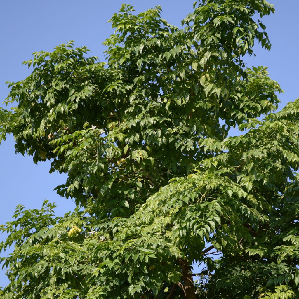 Millingtonia hortensis - Indian cork tree, tree jasmine