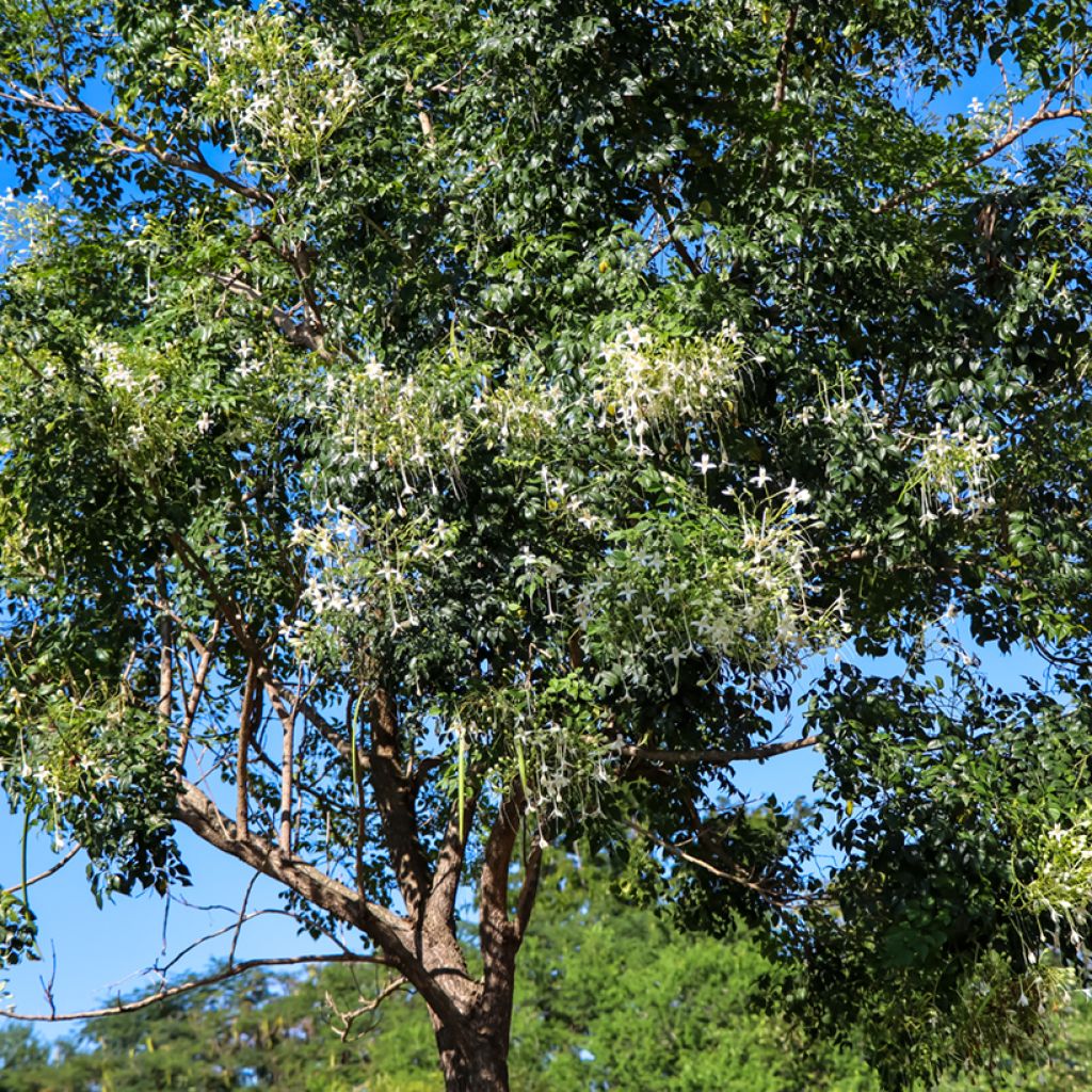 Millingtonia hortensis - Indian cork tree, tree jasmine