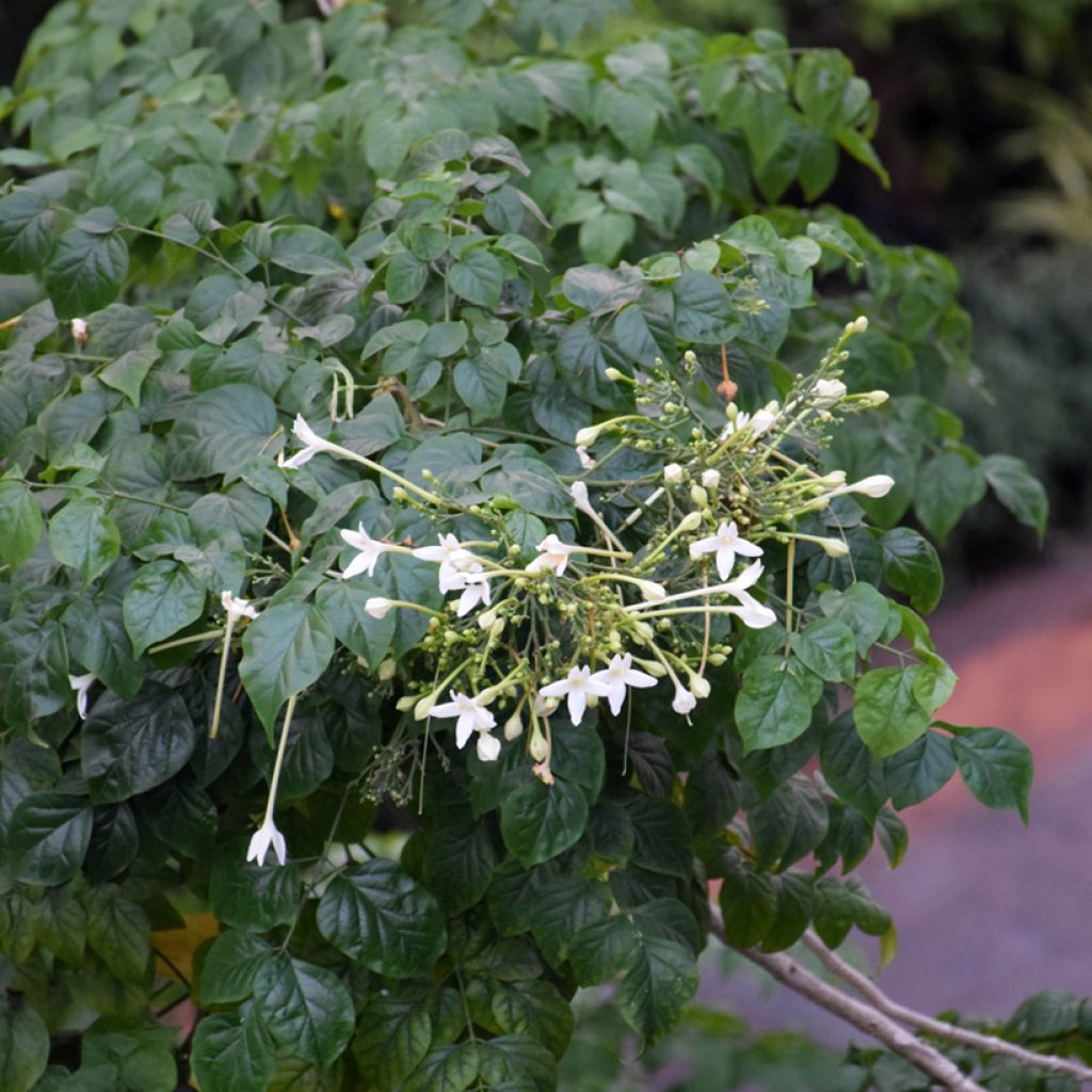Millingtonia hortensis - Indian cork tree, tree jasmine