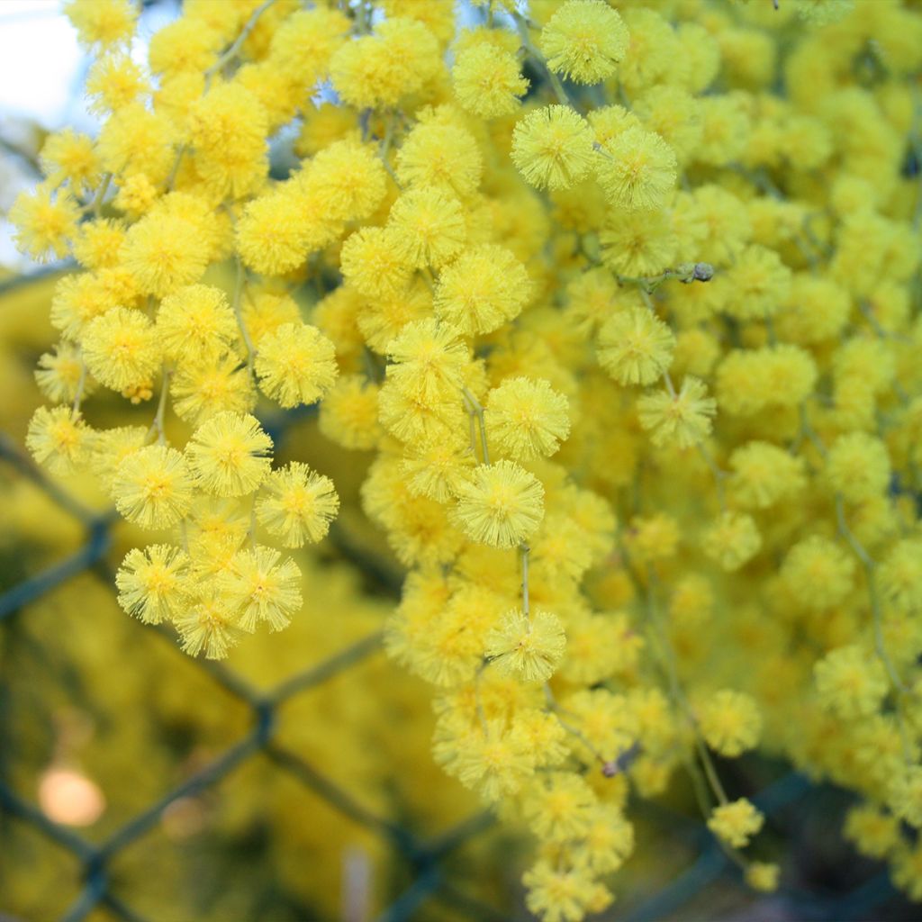 Acacia howittii Clair De Lune
