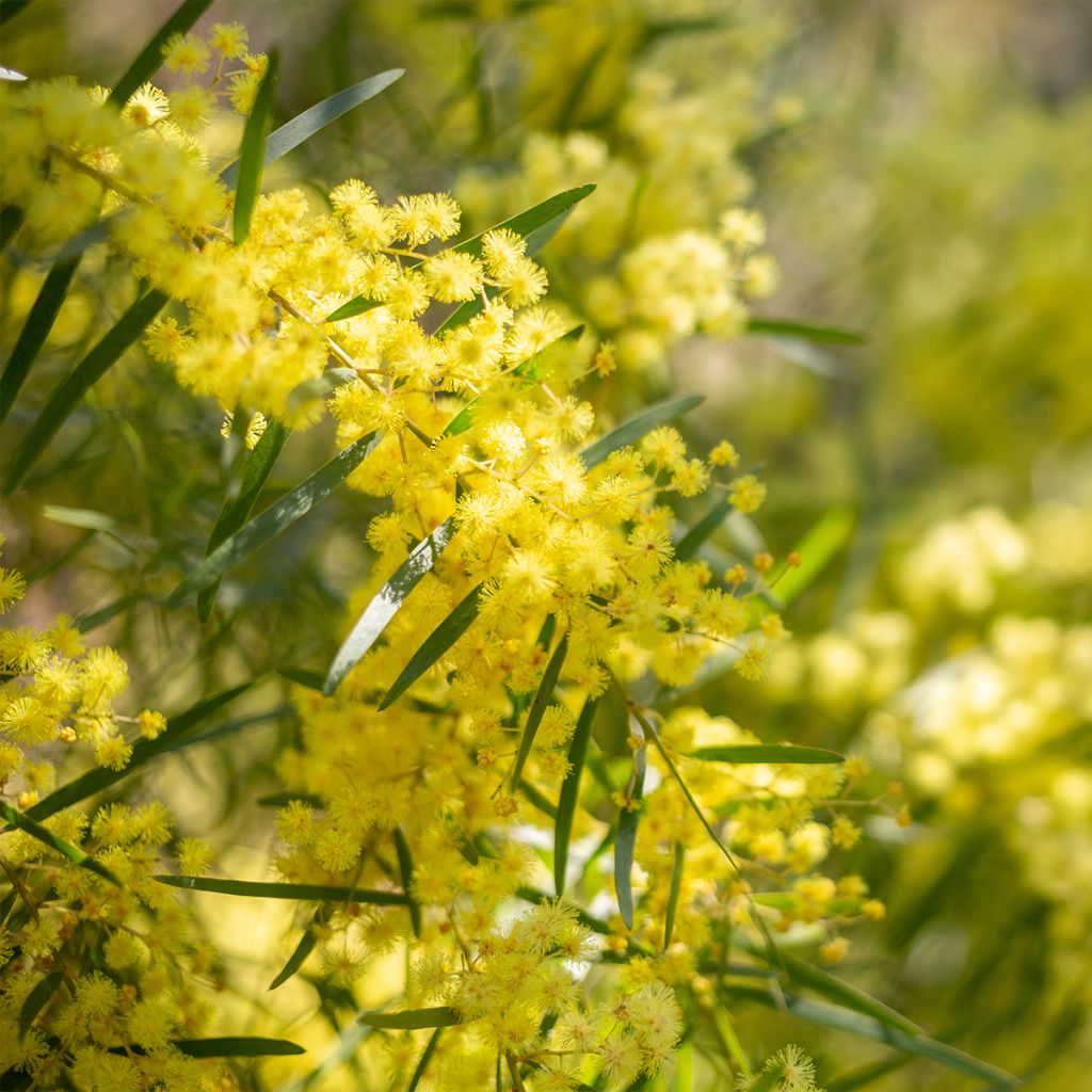 Acacia howittii Clair De Lune