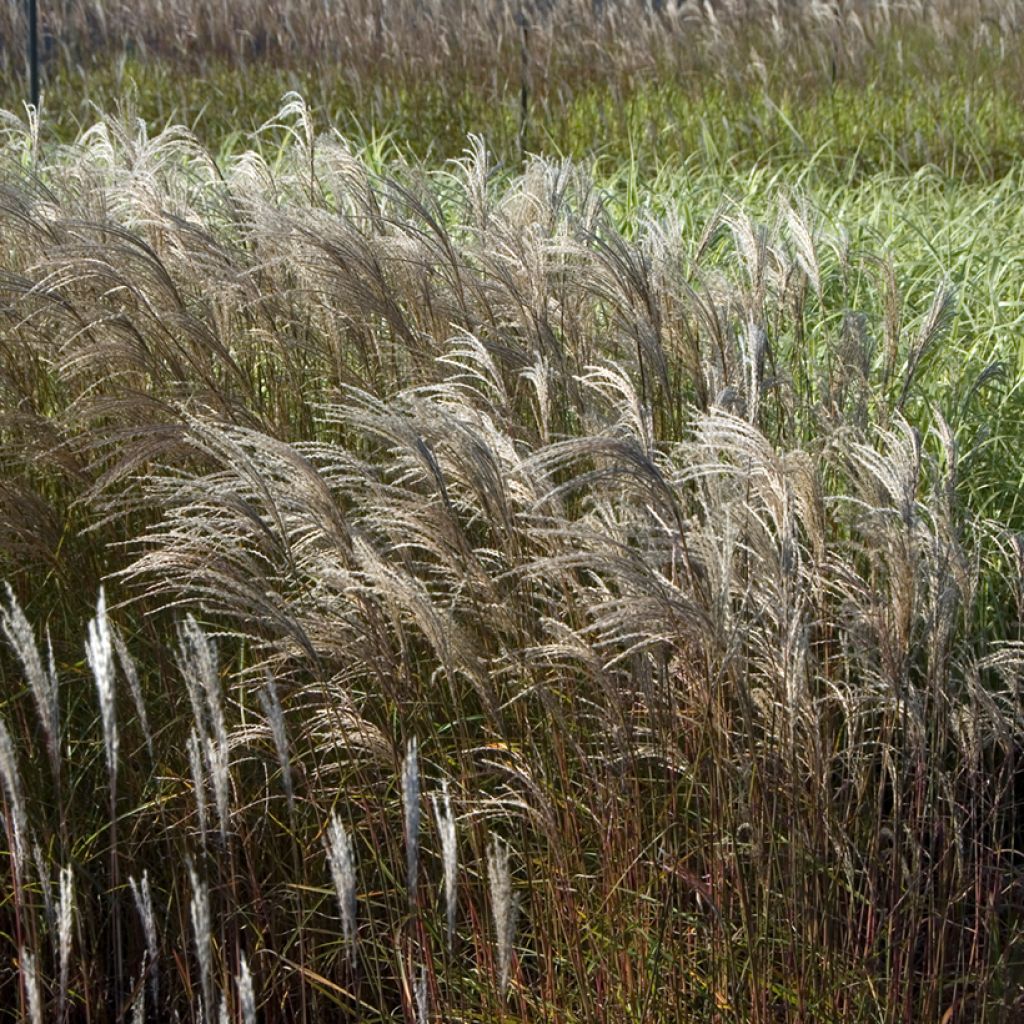 Miscanthus sinensis Adagio - Silvergrass