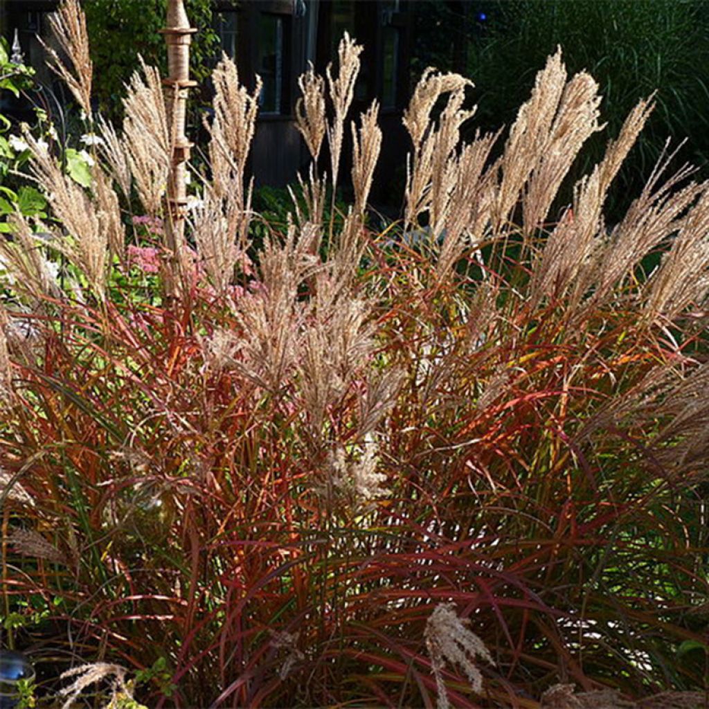 Miscanthus sinensis Ferner Osten - Silvergrass