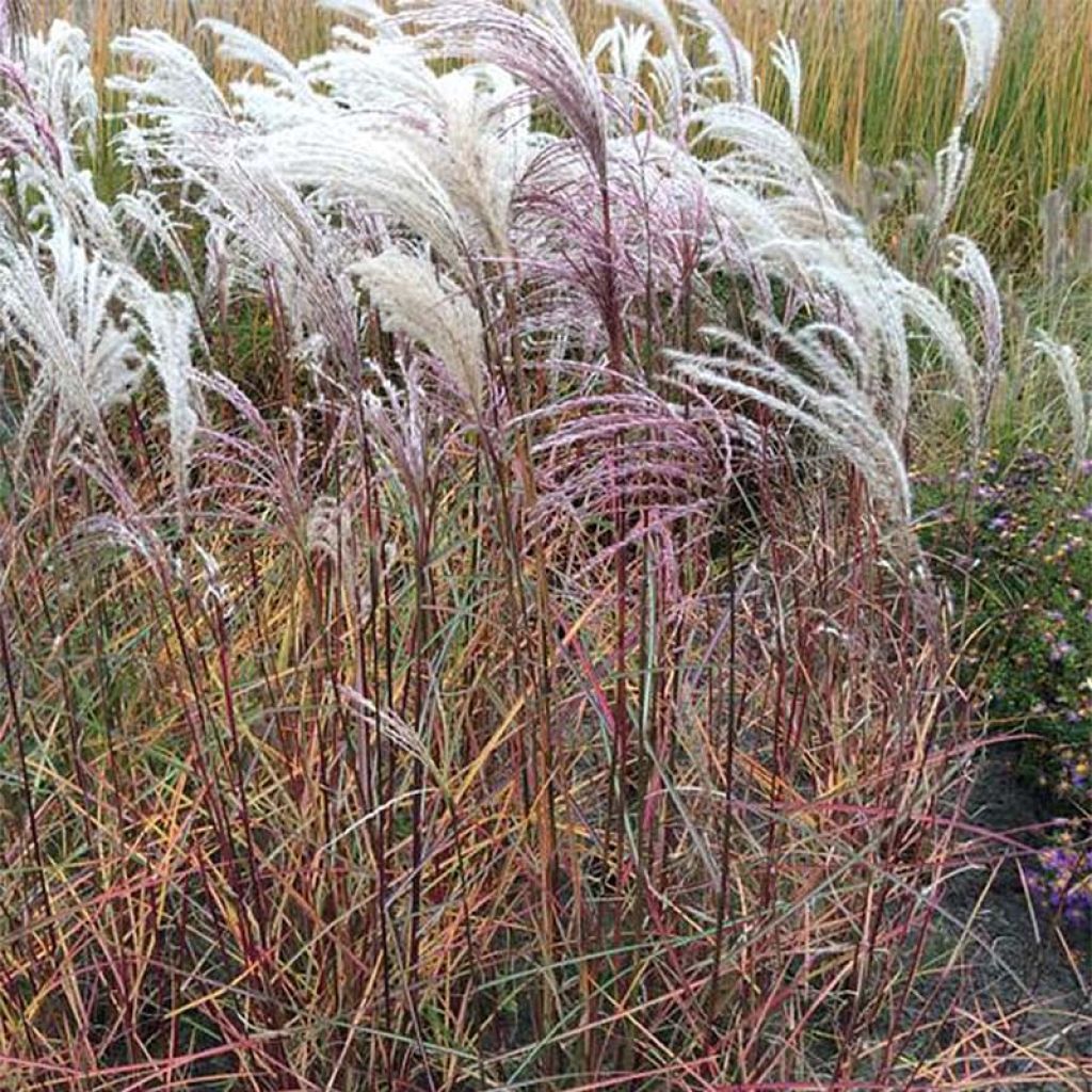 Miscanthus sinensis Kaskade - Silvergrass