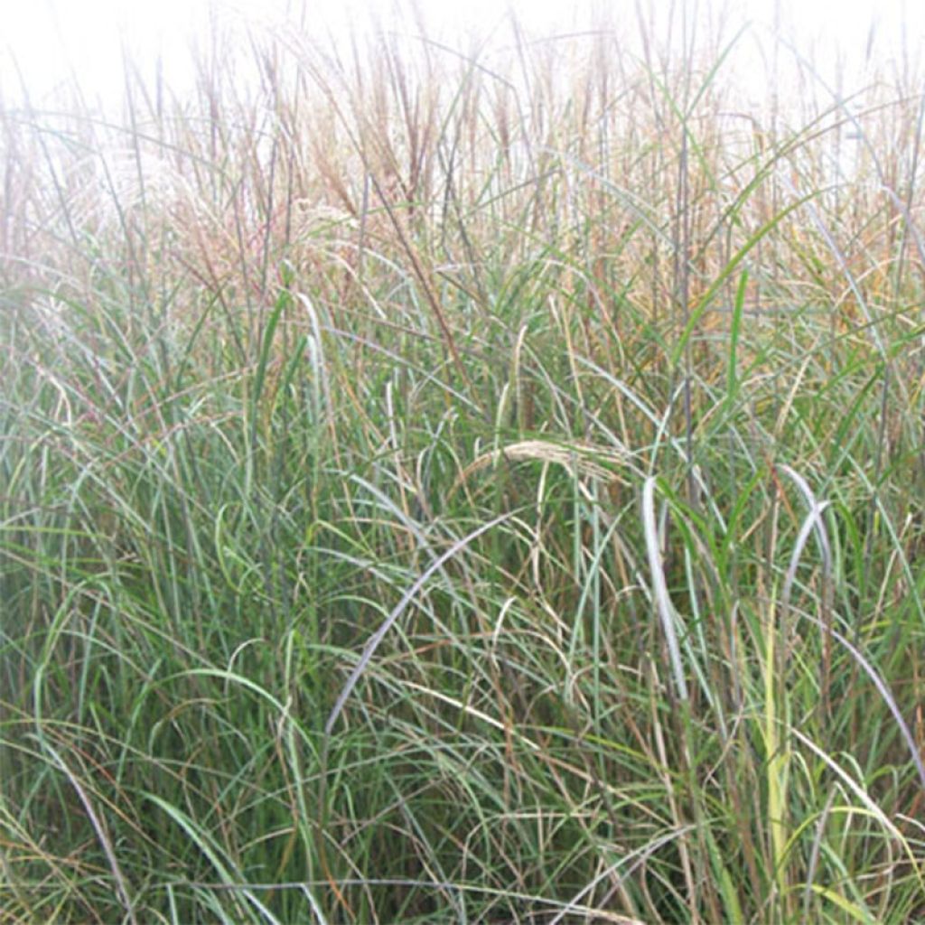 Miscanthus sinensis Kleine Silberspinne - Silvergrass