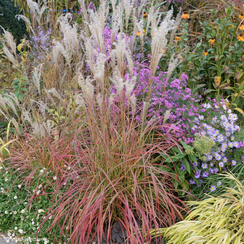 Miscanthus sinensis Little Miss - Silvergrass