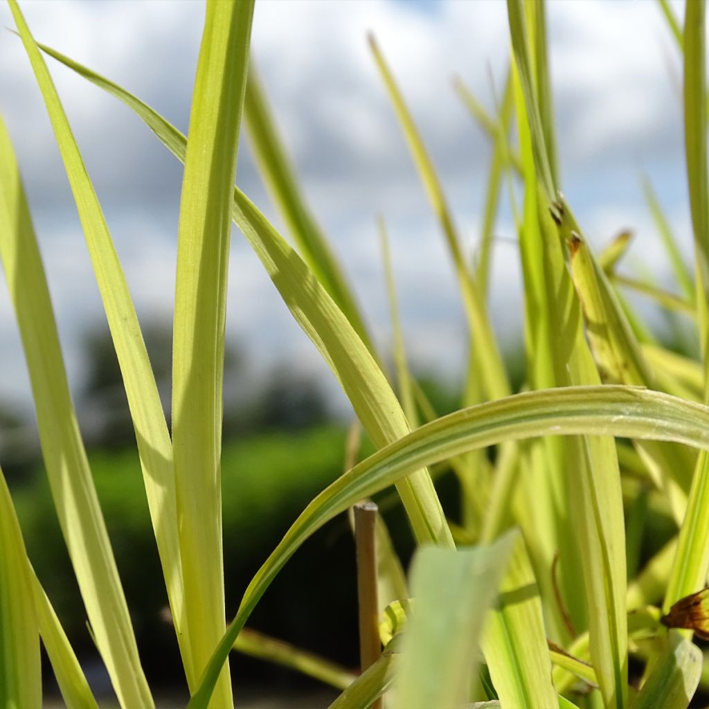 Miscanthus sinensis Purpurascens - Silvergrass