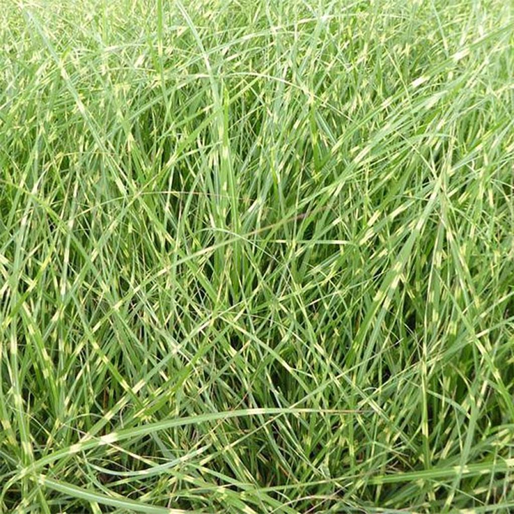 Miscanthus sinensis Strictus Dwarf - Silvergrass