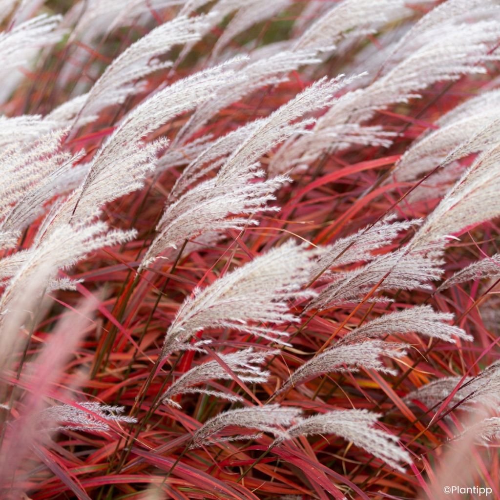 Miscanthus sinensis Lady in Red - Silvergrass