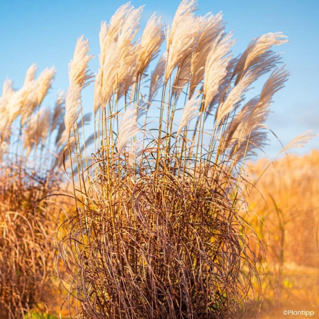 Miscanthus sinensis Lady in Red - Silvergrass