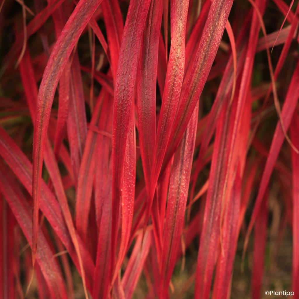 Miscanthus sinensis Lady in Red - Silvergrass